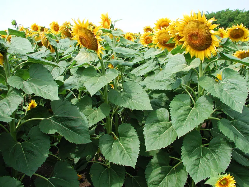 Irrigation Management